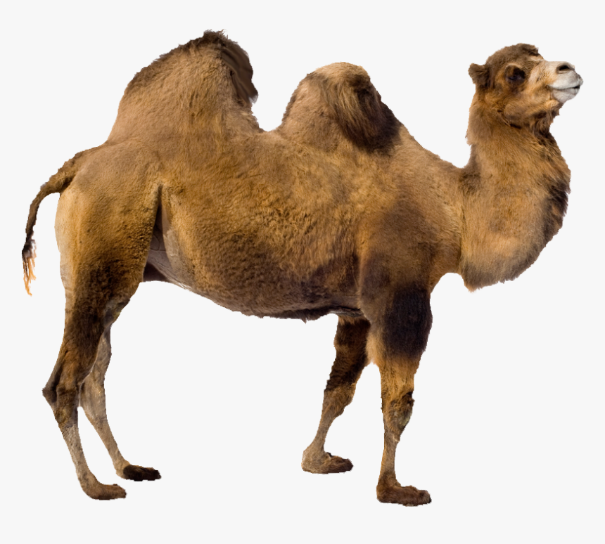 Camel Transparent Background - KibrisPDR