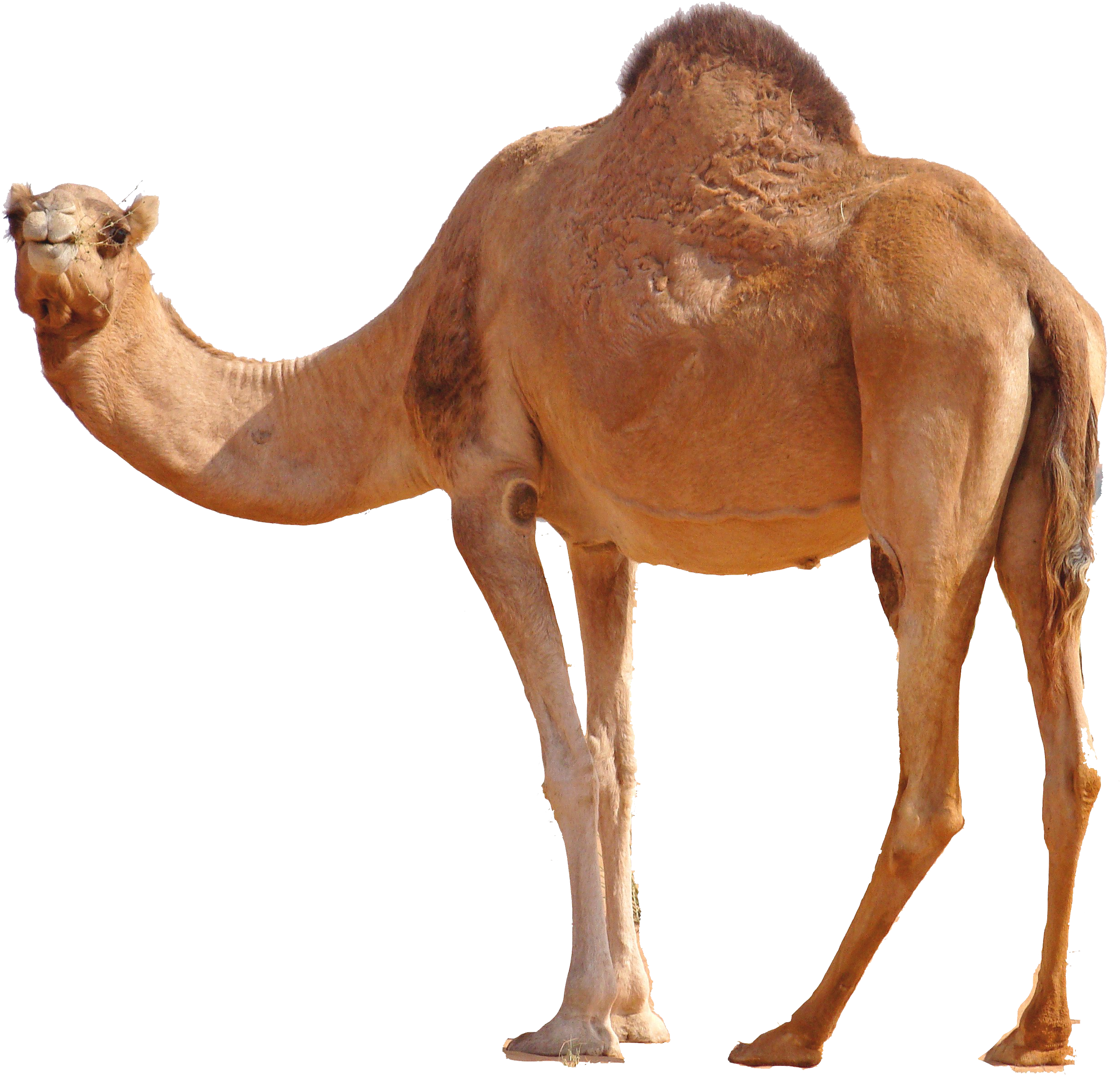 Detail Camel Transparent Background Nomer 14