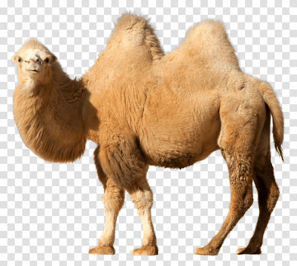 Detail Camel Transparent Background Nomer 16