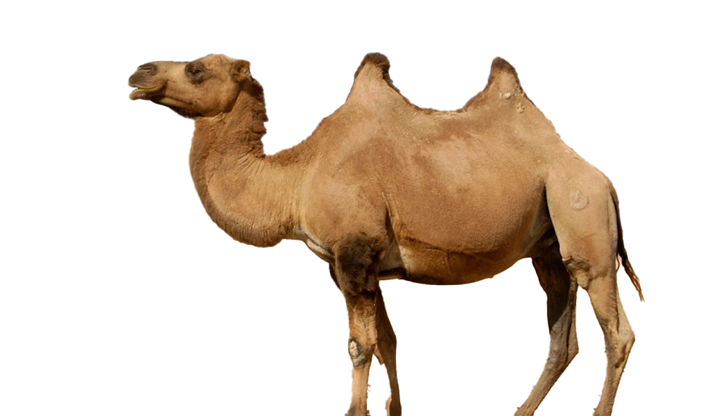 Detail Camel Transparent Background Nomer 18