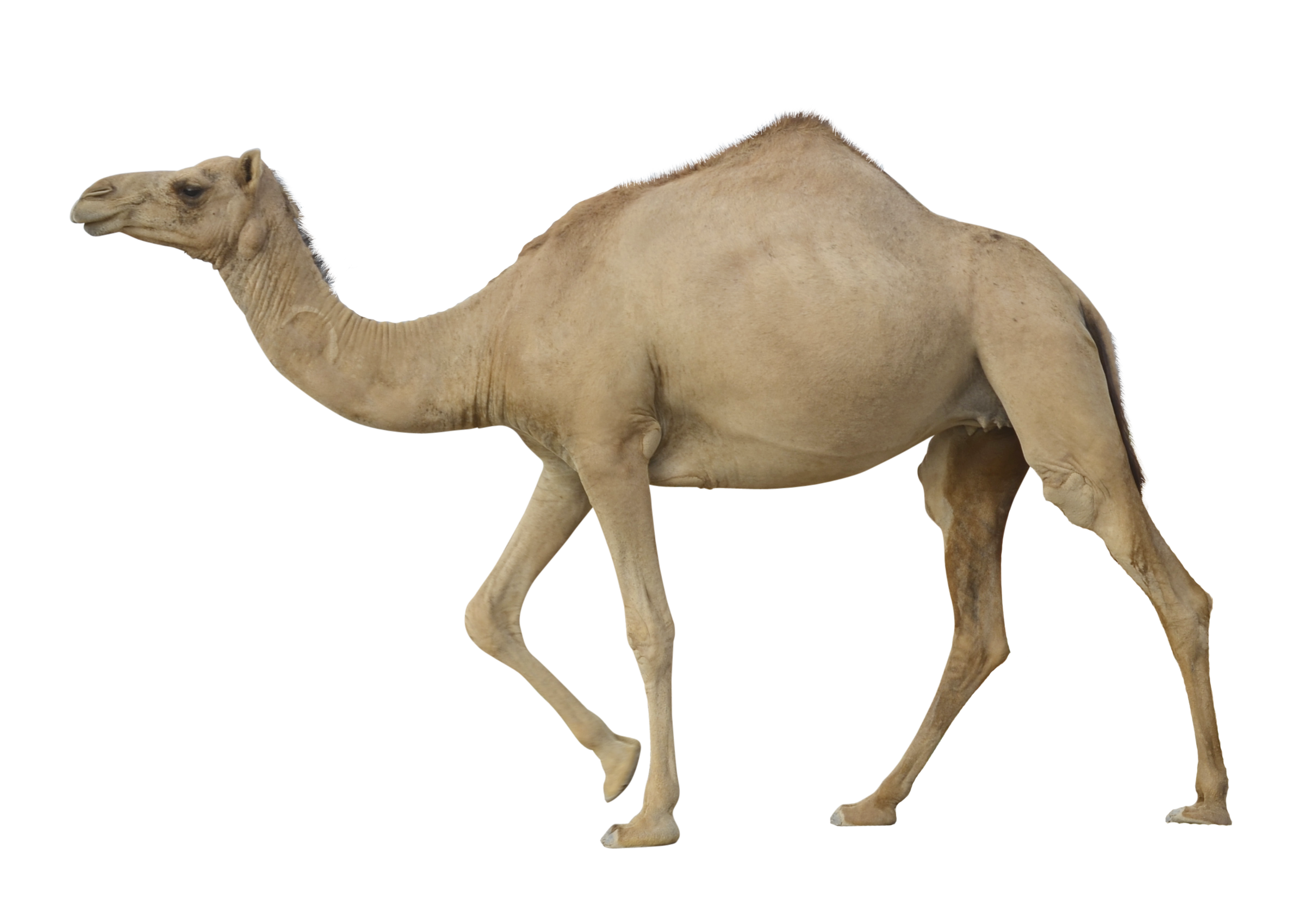 Detail Camel Transparent Background Nomer 19