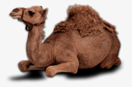 Detail Camel Transparent Background Nomer 20