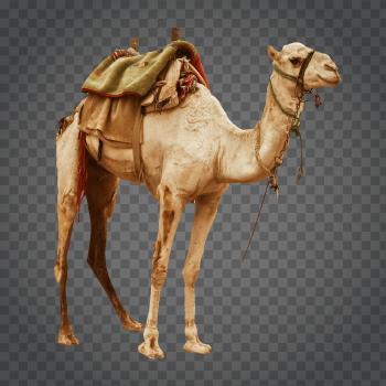 Detail Camel Transparent Background Nomer 24