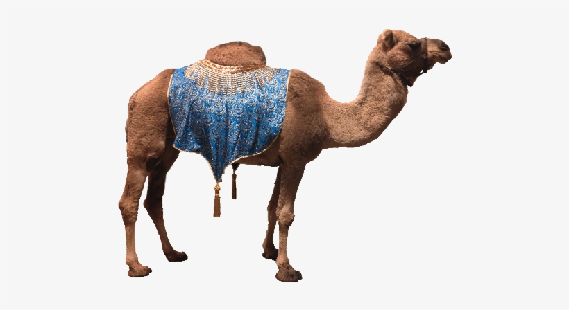 Detail Camel Transparent Background Nomer 26