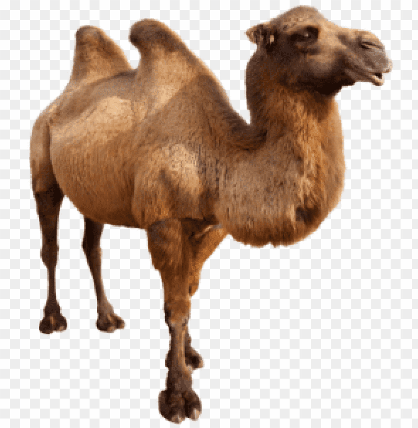 Detail Camel Transparent Background Nomer 28