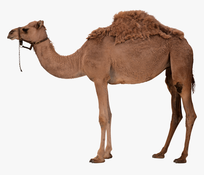 Detail Camel Transparent Background Nomer 3