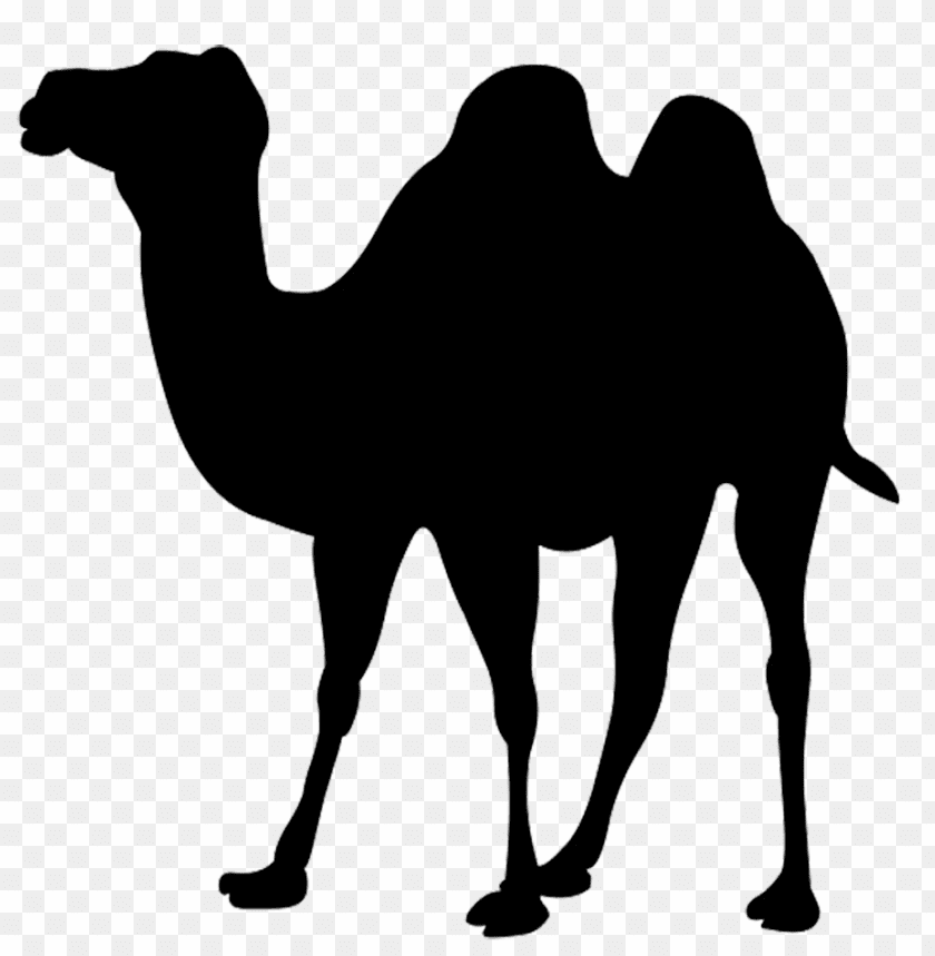 Detail Camel Transparent Background Nomer 29