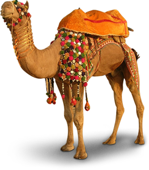 Detail Camel Transparent Background Nomer 40