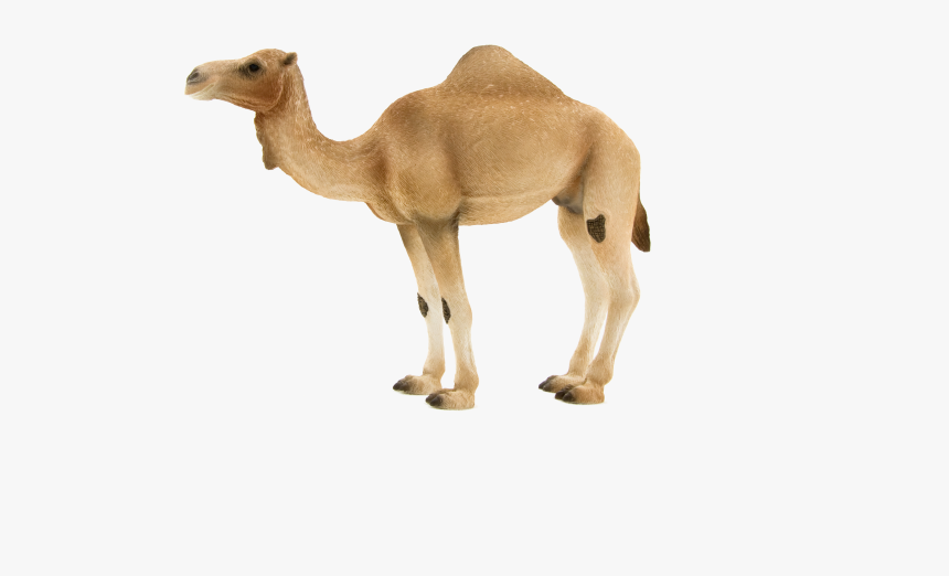 Detail Camel Transparent Background Nomer 41