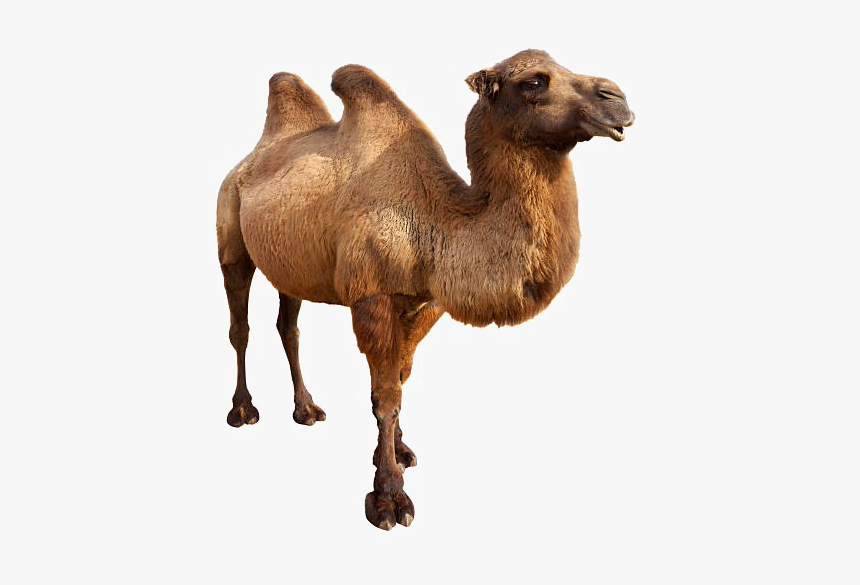 Detail Camel Transparent Background Nomer 42