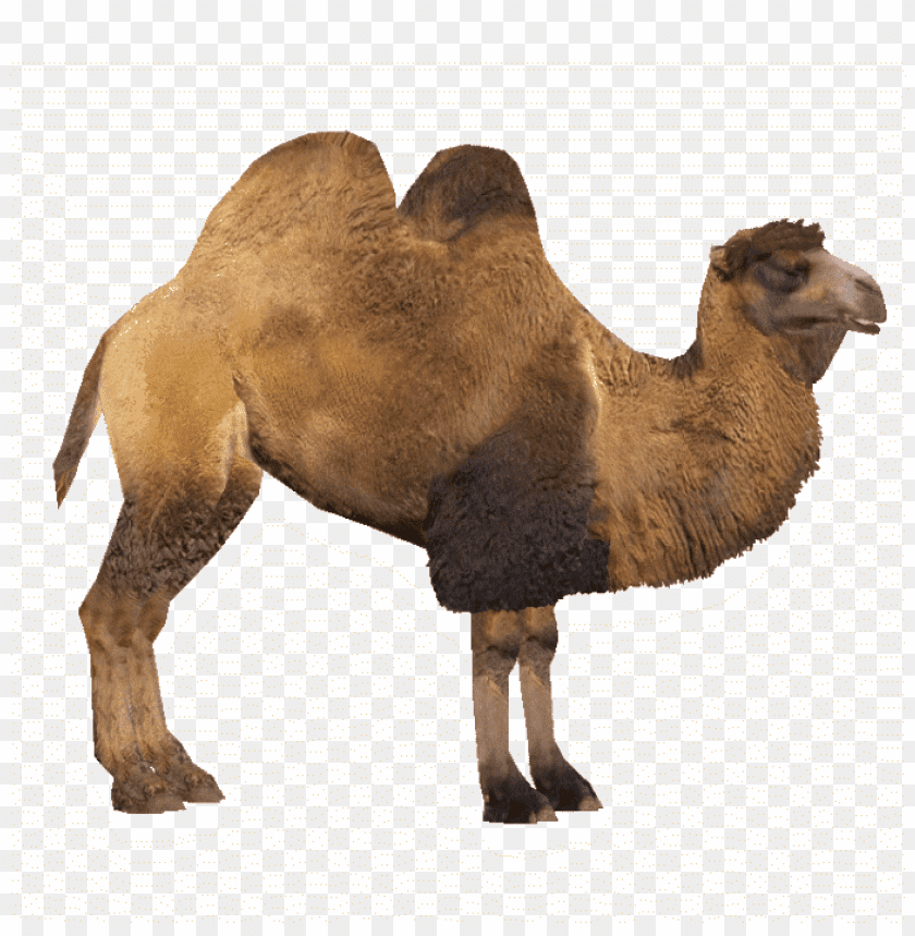 Detail Camel Transparent Background Nomer 44