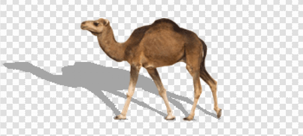 Detail Camel Transparent Background Nomer 46