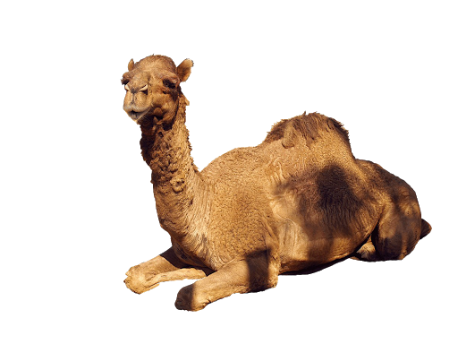 Detail Camel Transparent Background Nomer 50