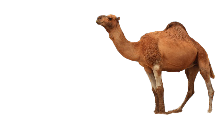 Detail Camel Transparent Background Nomer 54