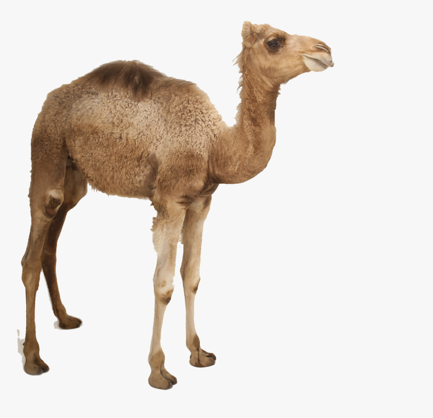 Detail Camel Transparent Background Nomer 7