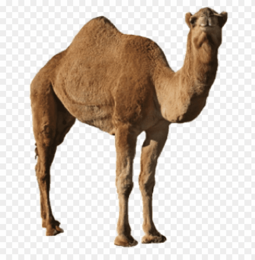 Detail Camel Transparent Background Nomer 9