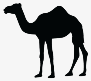 Detail Camel Vector Png Nomer 18