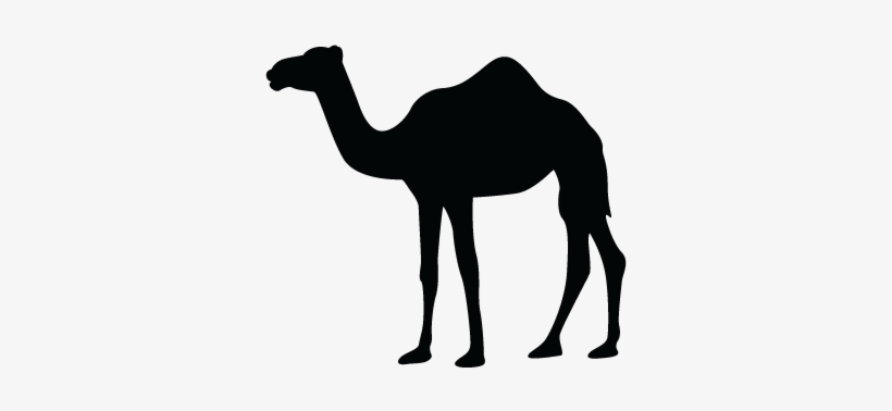 Detail Camel Vector Png Nomer 19