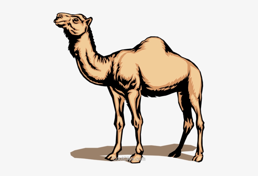 Detail Camel Vector Png Nomer 24