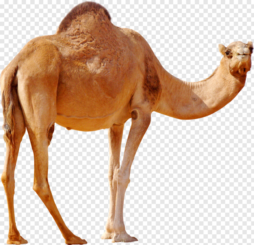 Detail Camel Vector Png Nomer 25