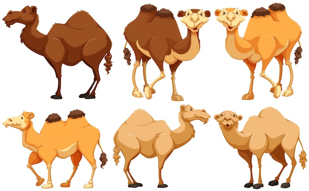 Detail Camel Vector Png Nomer 27