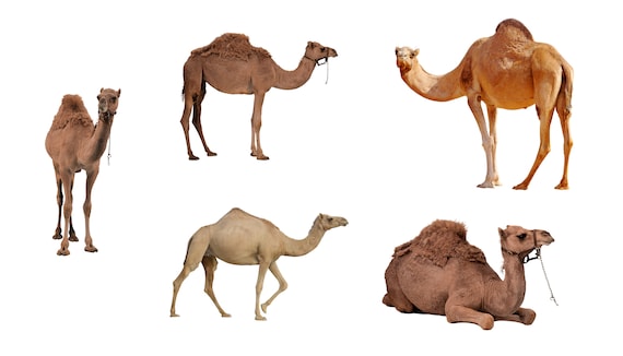 Detail Camel Vector Png Nomer 42