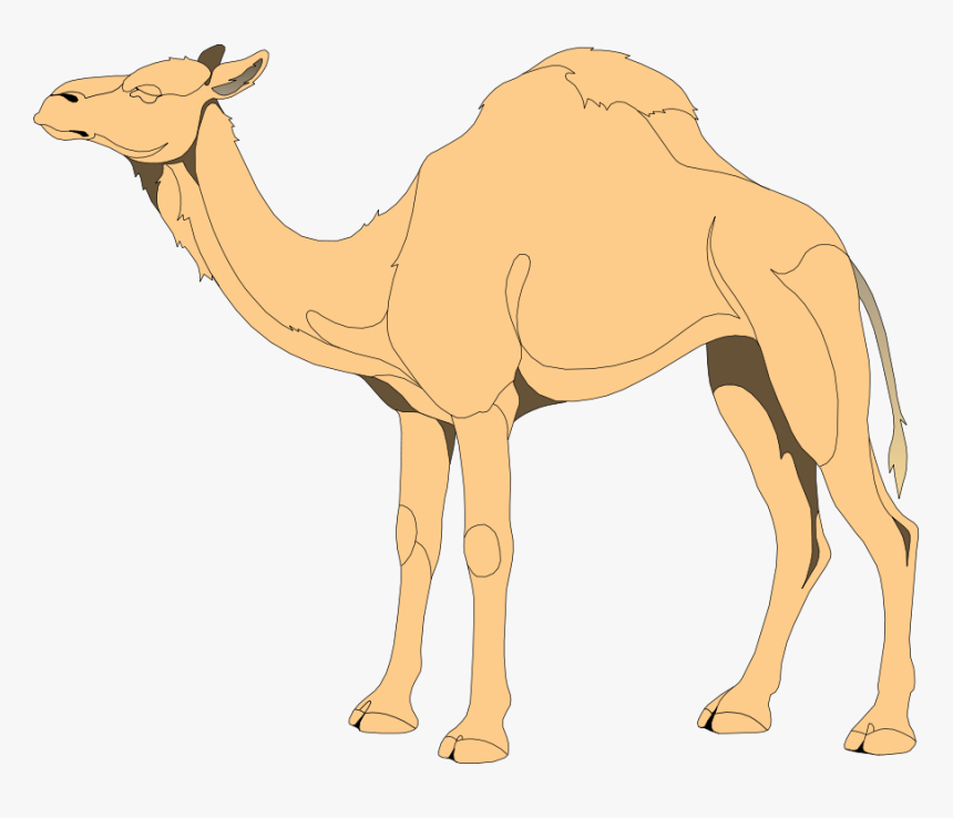 Detail Camel Vector Png Nomer 7
