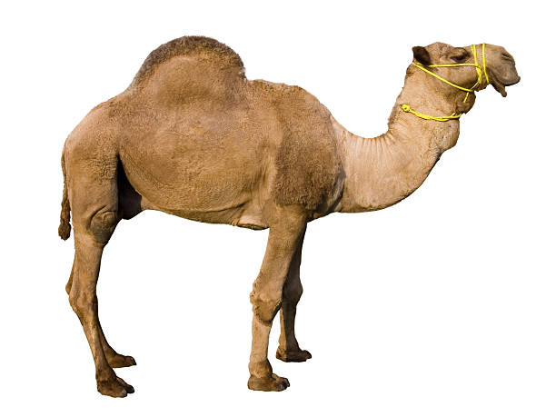 Detail Camel White Background Nomer 2