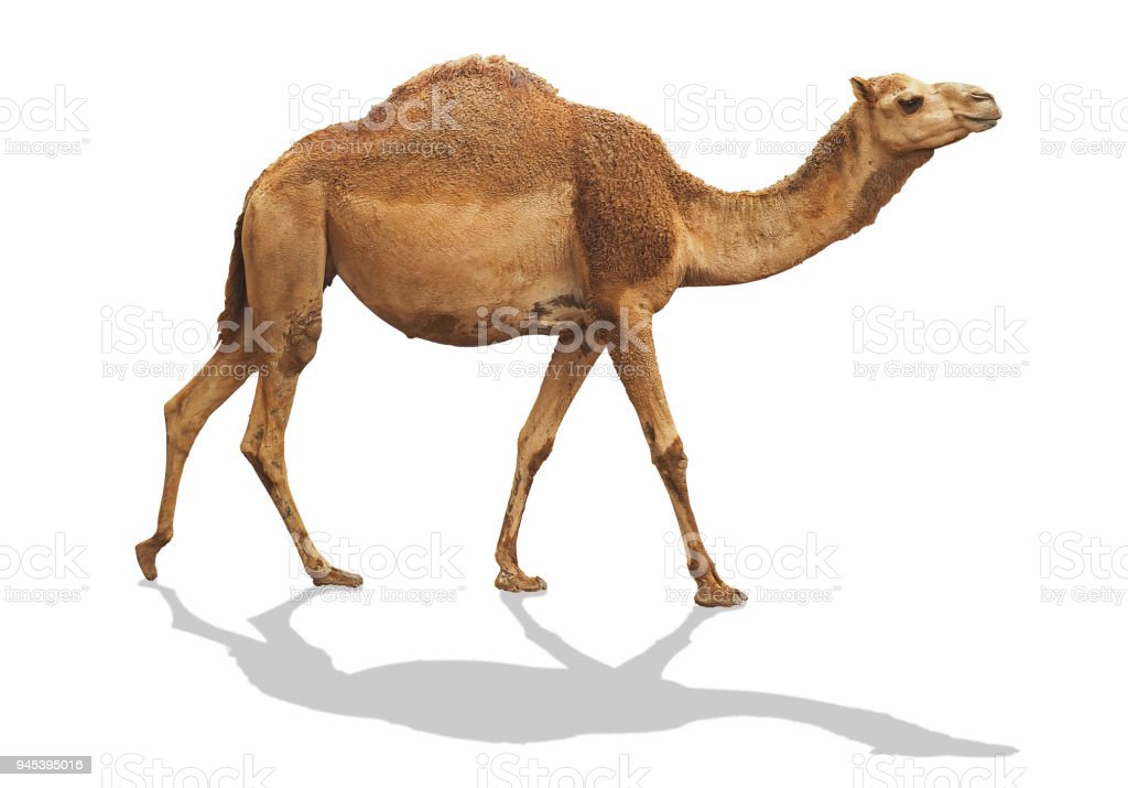 Detail Camel White Background Nomer 13