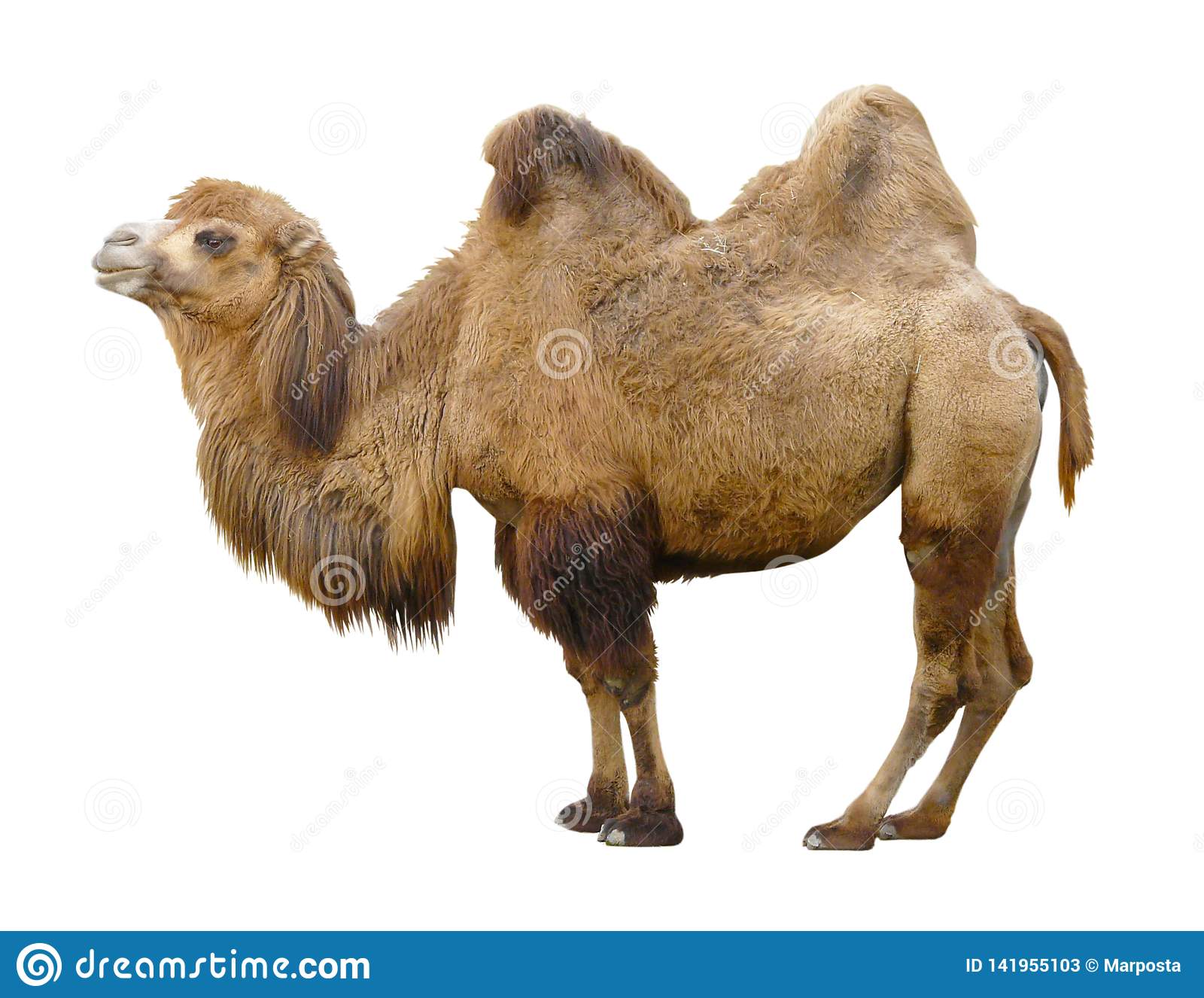 Detail Camel White Background Nomer 23