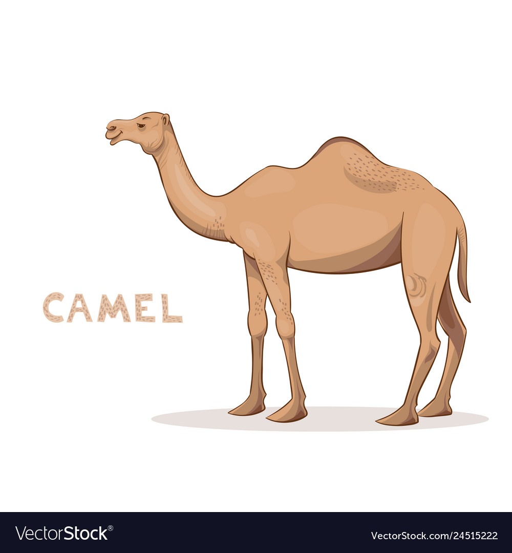 Detail Camel White Background Nomer 27
