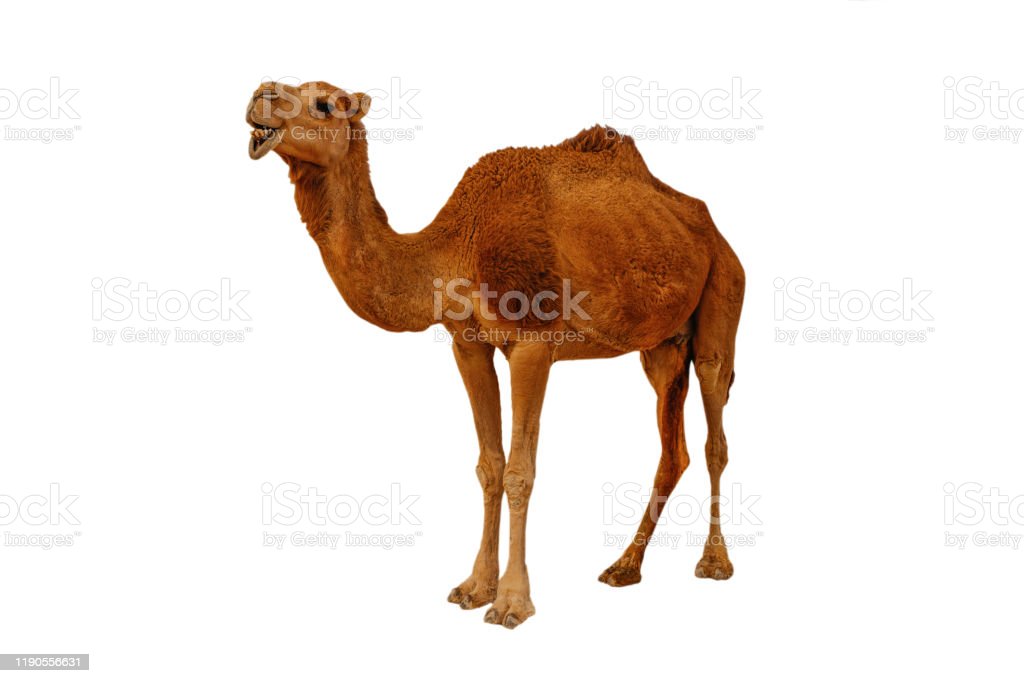 Detail Camel White Background Nomer 29