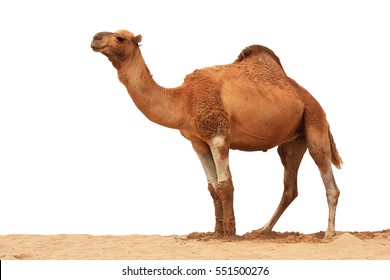 Detail Camel White Background Nomer 31