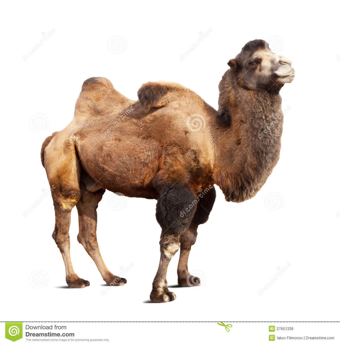 Detail Camel White Background Nomer 32