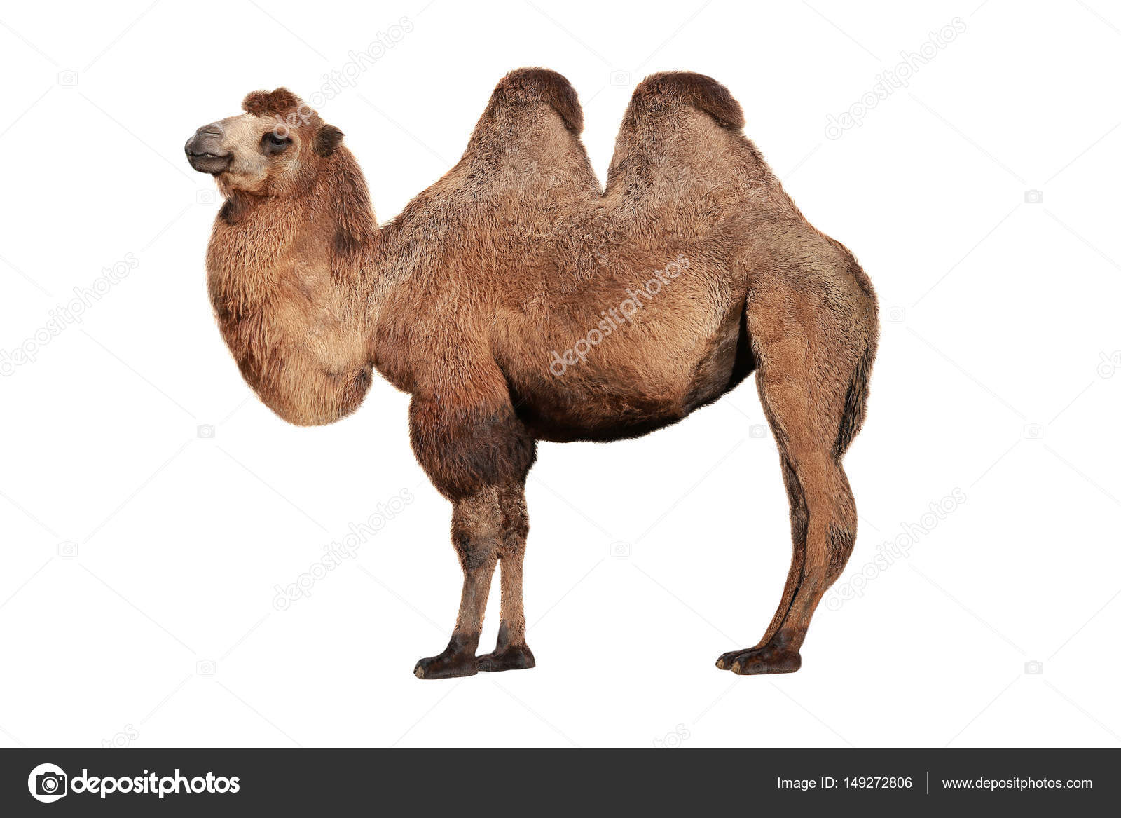 Detail Camel White Background Nomer 33