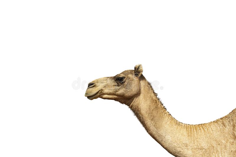 Detail Camel White Background Nomer 46