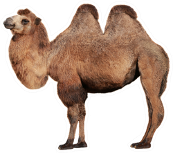 Detail Camel White Background Nomer 58