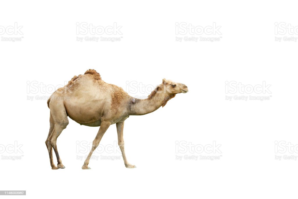 Detail Camel White Background Nomer 8