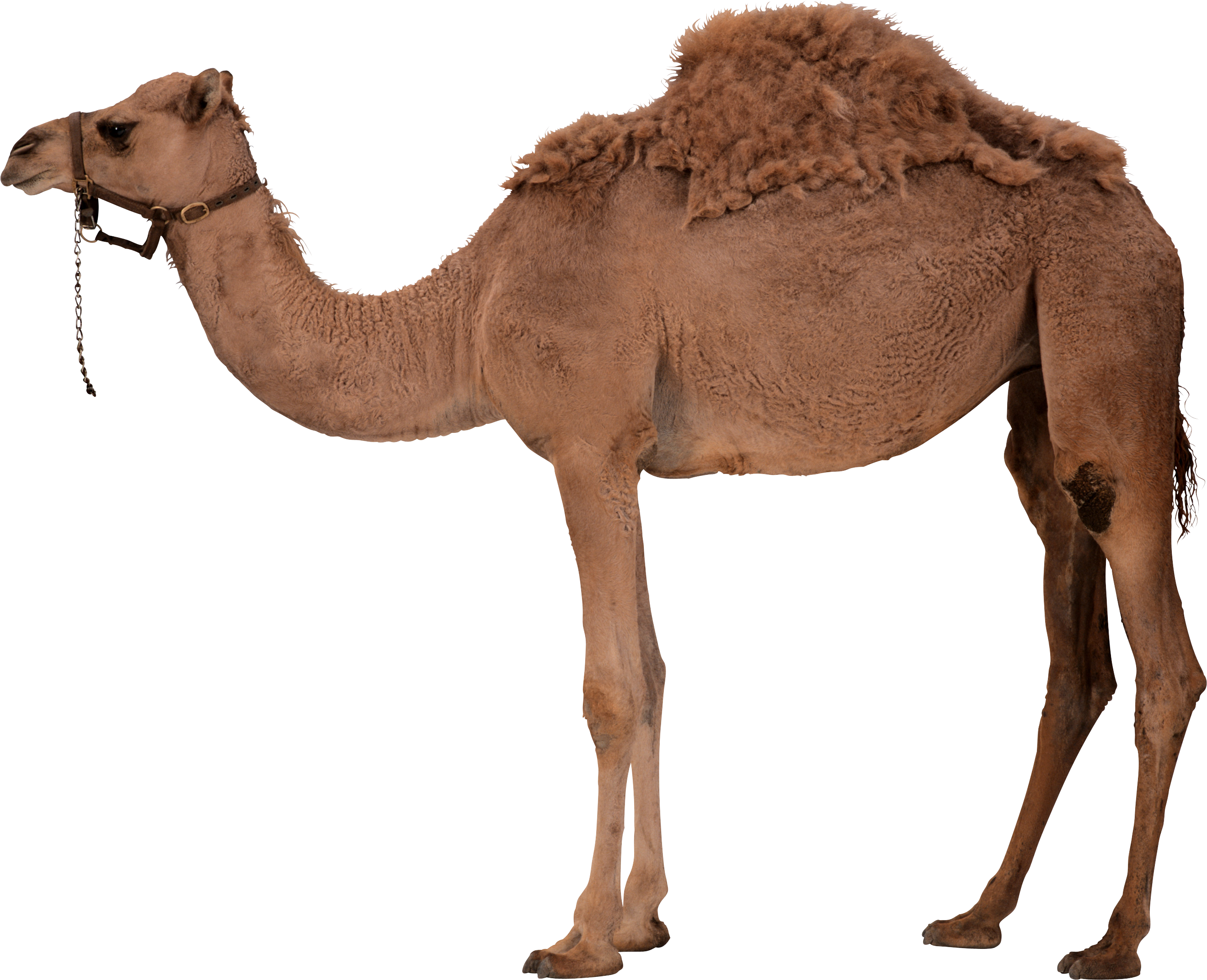 Detail Camels Png Nomer 2