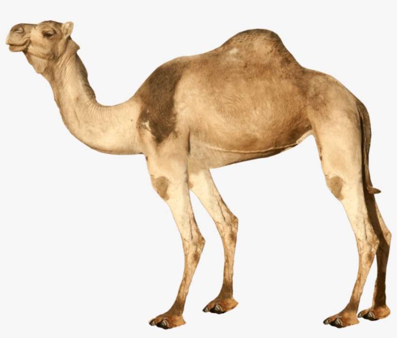 Detail Camels Png Nomer 3