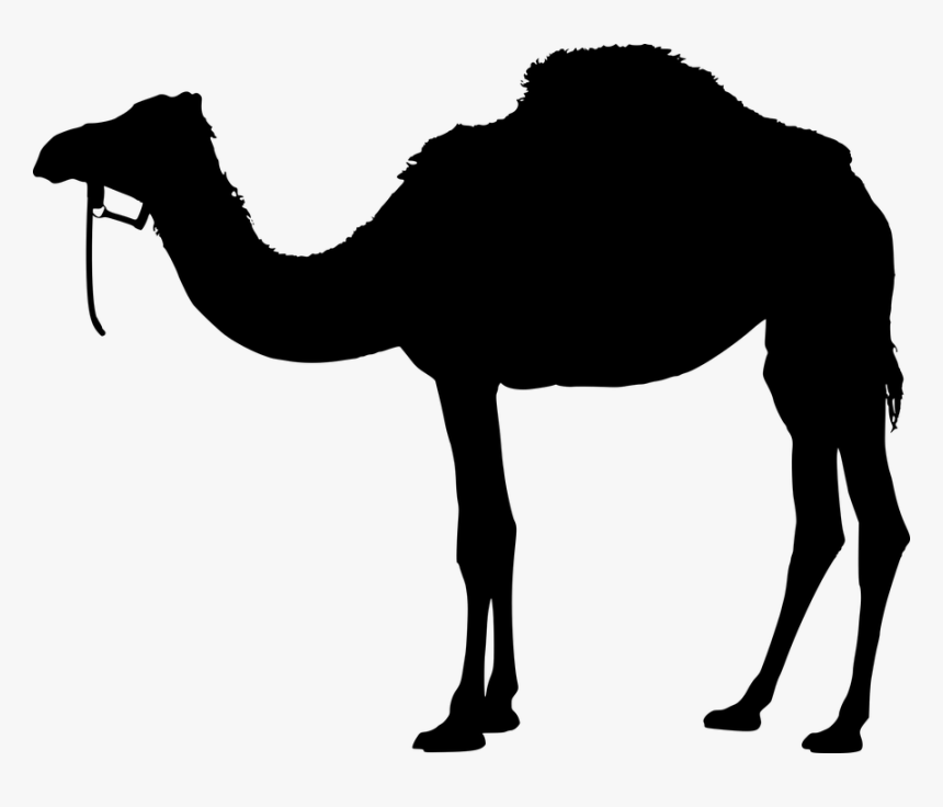 Detail Camels Png Nomer 20