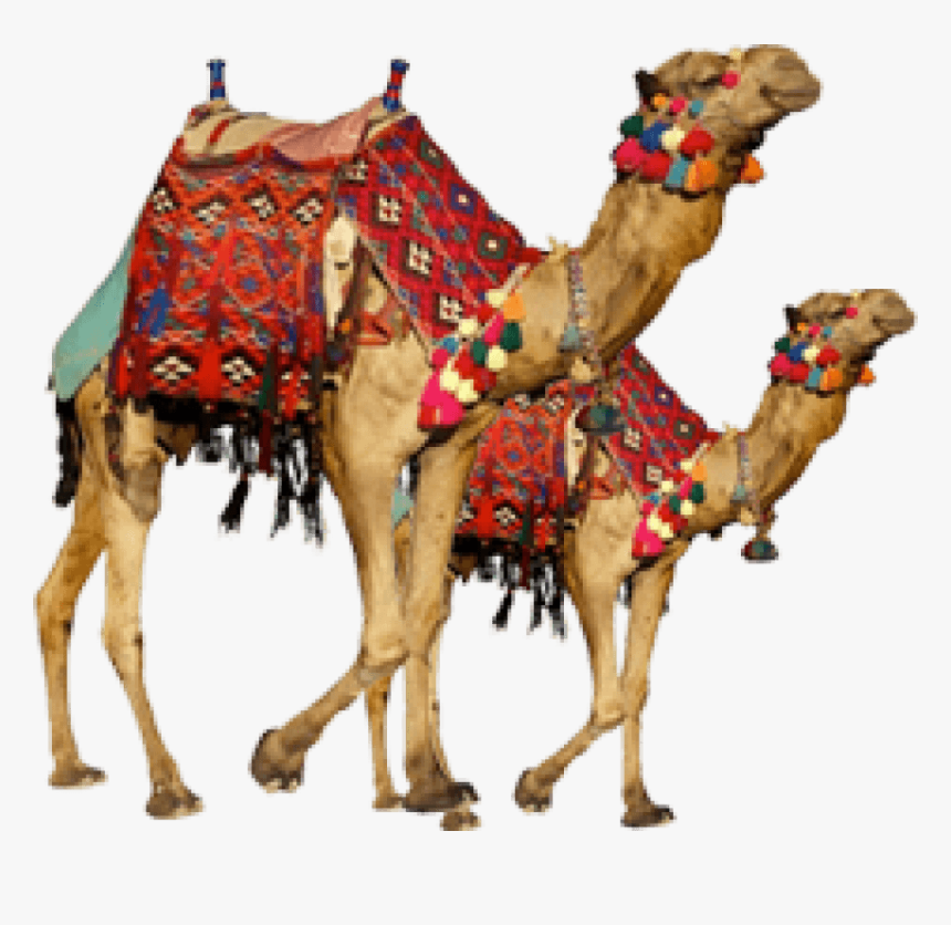 Detail Camels Png Nomer 23