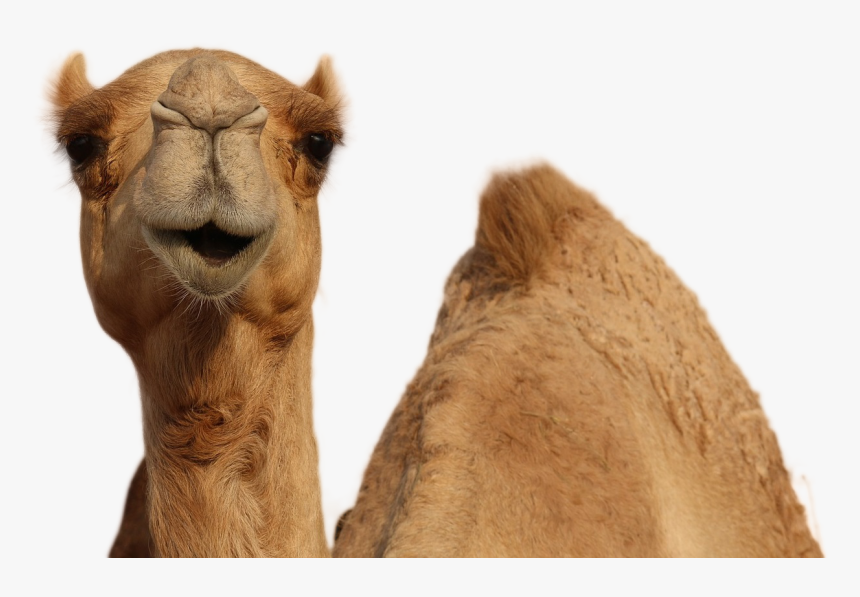 Detail Camels Png Nomer 24