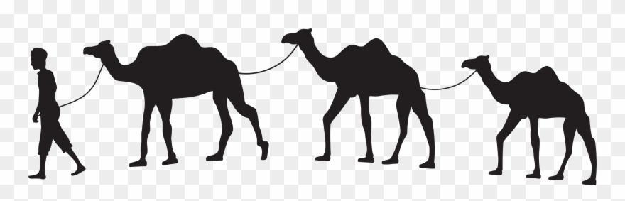 Detail Camels Png Nomer 27