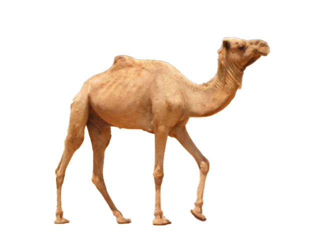 Detail Camels Png Nomer 32