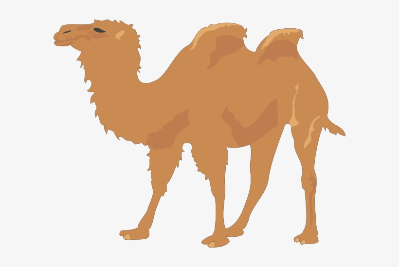 Detail Camels Png Nomer 35