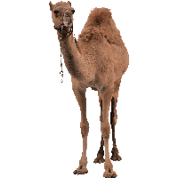 Detail Camels Png Nomer 36