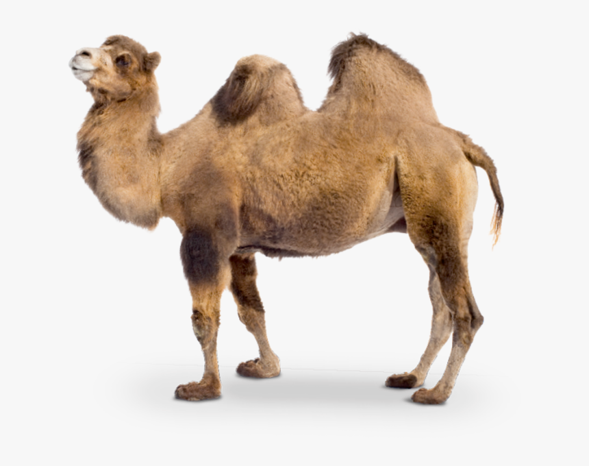 Detail Camels Png Nomer 37