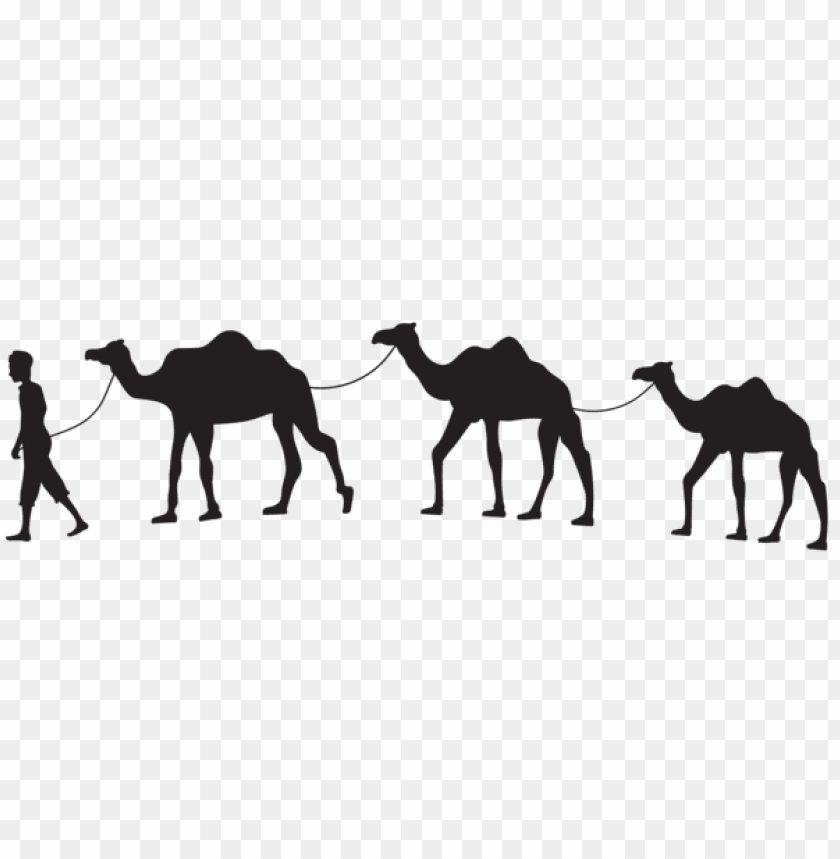 Detail Camels Png Nomer 38