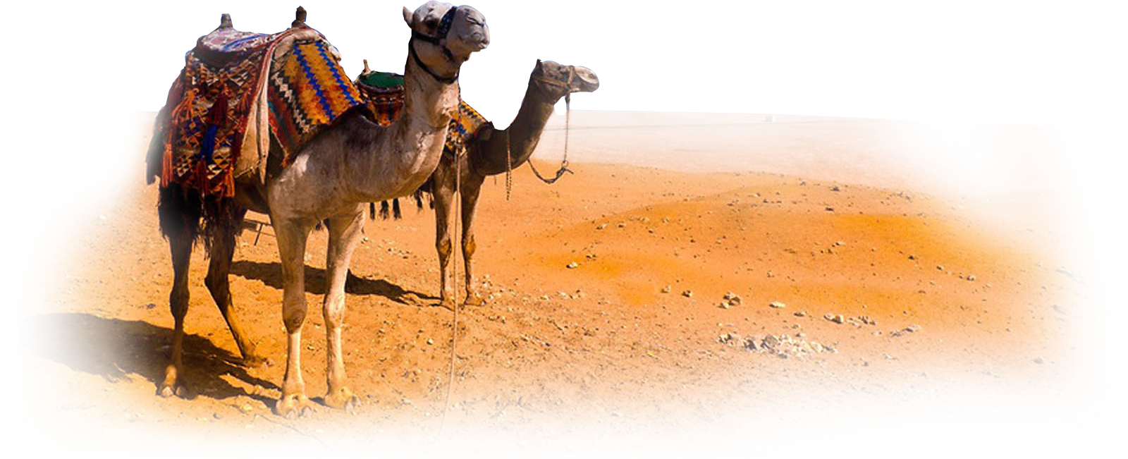 Detail Camels Png Nomer 41